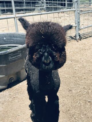 Photo of Misfit's Midnight Cowboy