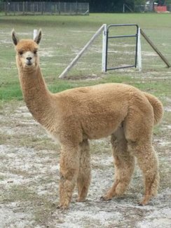 Photo of INVINCIBLE AUSSIE OF MEADOW POINTE