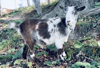 Photo of Indigo Mtn. EM Little Sparrow (5*M)