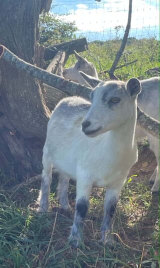 Photo of Luna