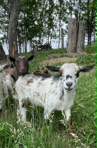 Photo of Layla