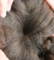 alpaca for sale