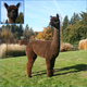 alpaca for sale