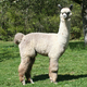 alpaca for sale