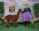 alpaca for sale