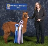 alpaca for sale