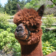 Photo of Skyline's Emanuela