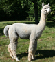 alpaca for sale