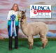 alpaca for sale
