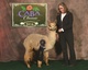 alpaca for sale