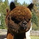 alpaca for sale