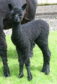 alpaca for sale
