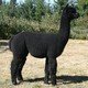 alpaca for sale