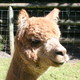 alpaca for sale