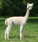 alpaca for sale
