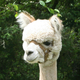 Photo of Skyline's Jillian
