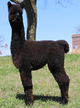 alpaca for sale