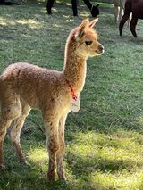 alpaca for sale