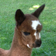 alpaca for sale