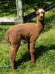 alpaca for sale