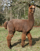 alpaca for sale