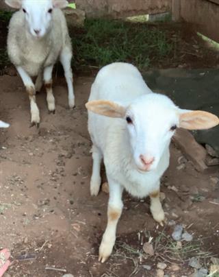 Photo of Hair Sheep