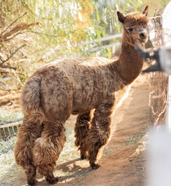 Photo of Enchanted Hill Appy-Go-Lucky