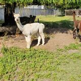 alpaca for sale