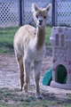 alpaca for sale