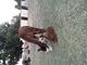 alpaca for sale