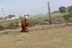 alpaca for sale