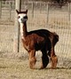 alpaca for sale