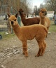 alpaca for sale