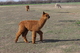 alpaca for sale
