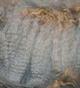 alpaca for sale