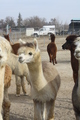 alpaca for sale