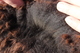 alpaca for sale