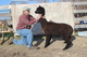 alpaca for sale
