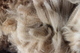 alpaca for sale
