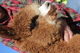 alpaca for sale