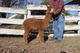 alpaca for sale