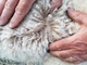 alpaca for sale