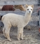 alpaca for sale
