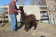 alpaca for sale