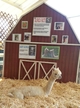 alpaca for sale