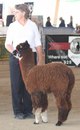 alpaca for sale