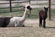alpaca for sale