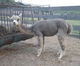 alpaca for sale
