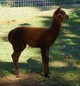 alpaca for sale