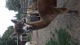 alpaca for sale